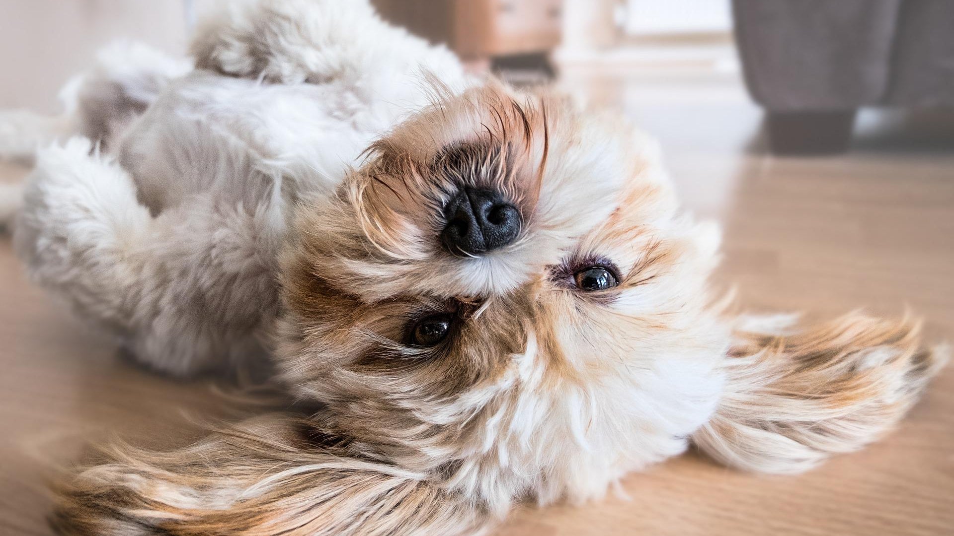 lenguaje corporal del perro