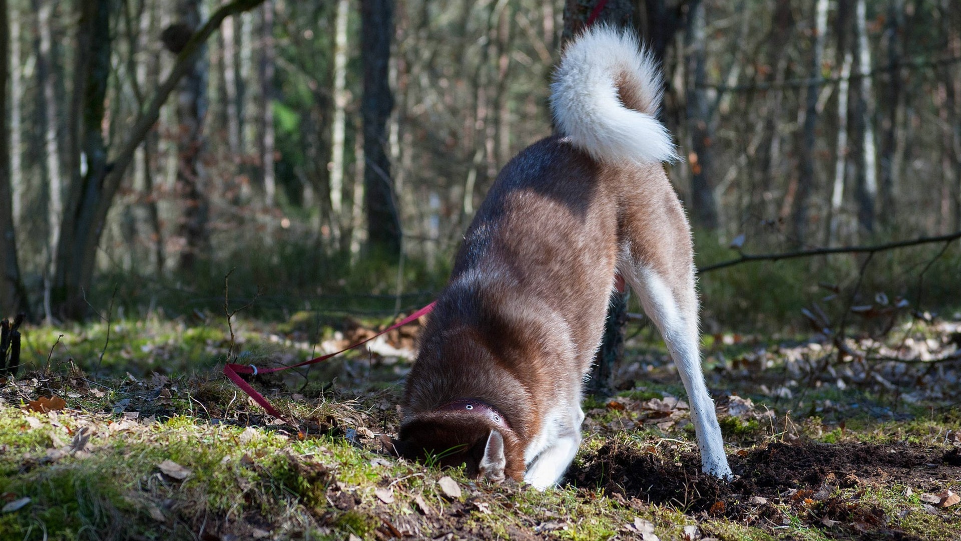 perro entierrando un hueso