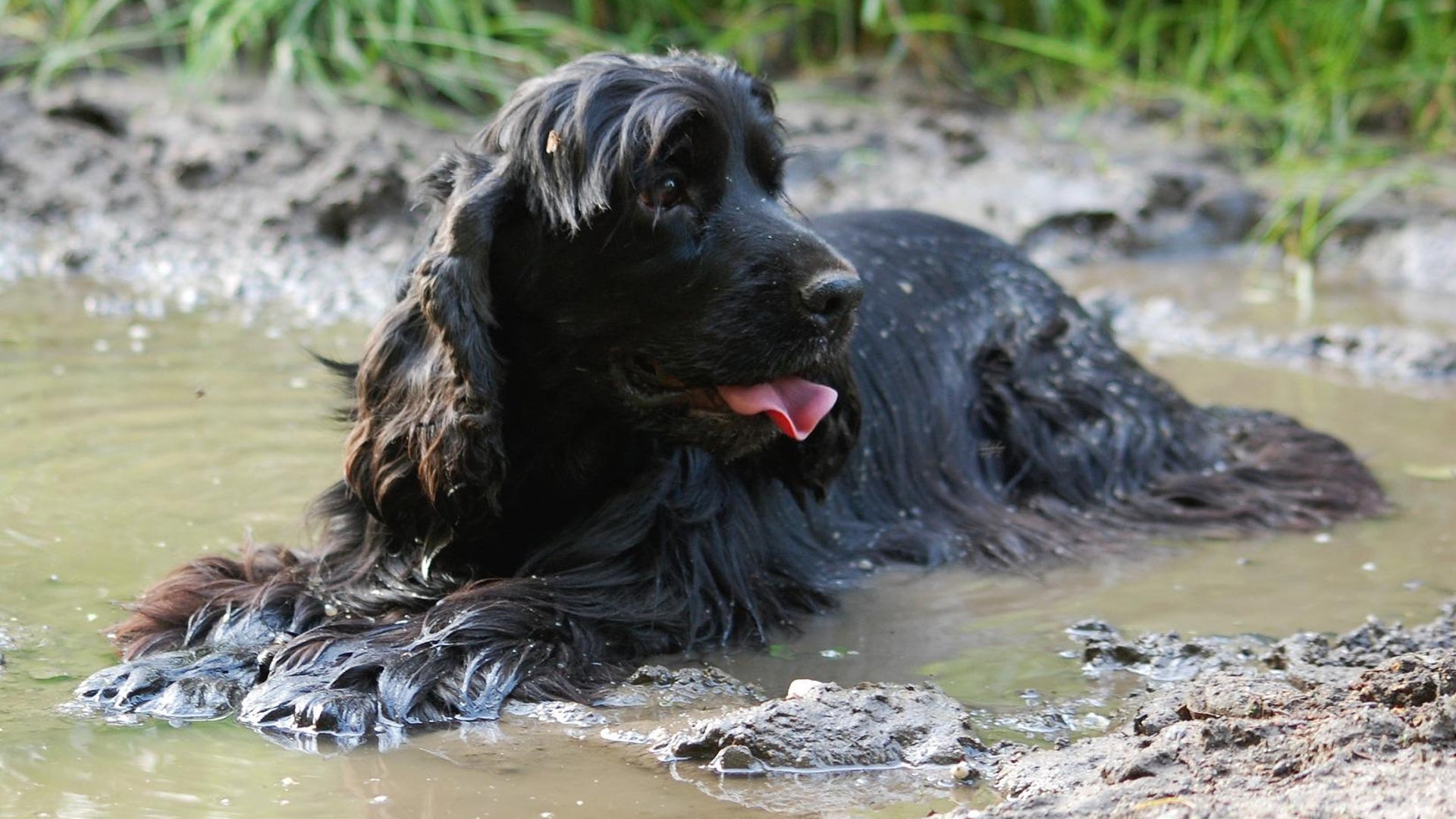 perro sucio que se revuelca