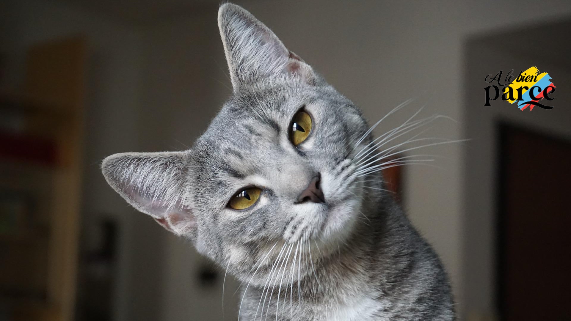 ¿Los gatos caen o no de pie?