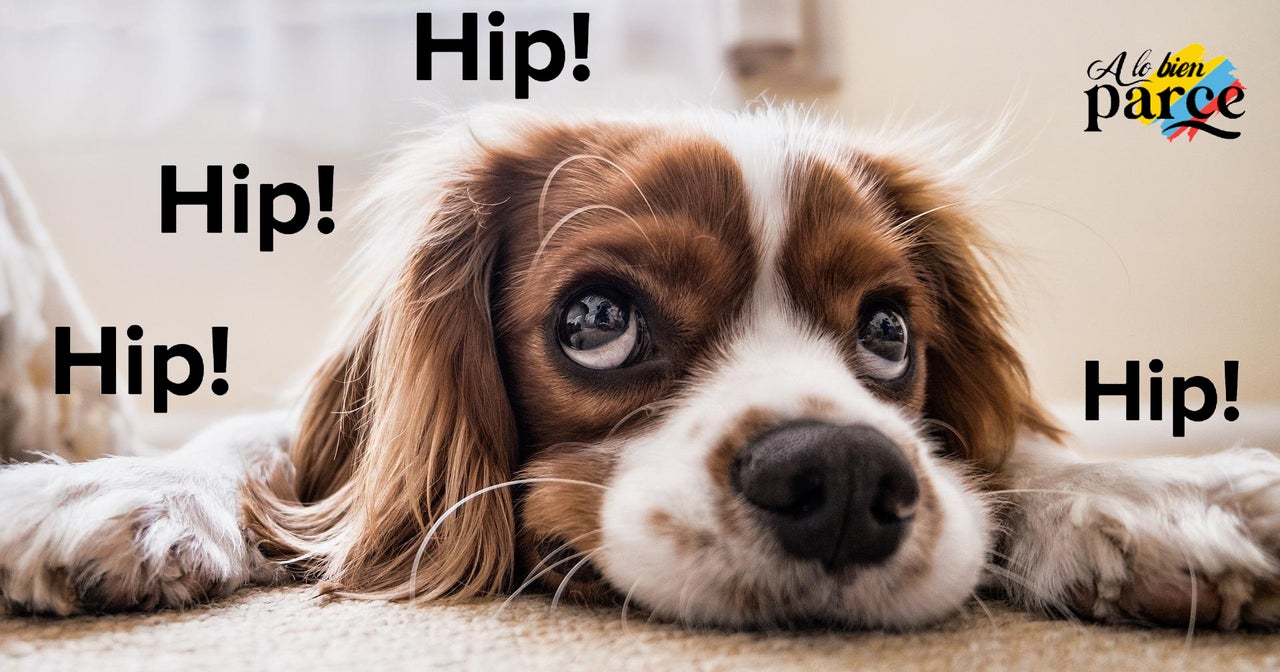 A los perros también les da hipo A lo Bien Parce