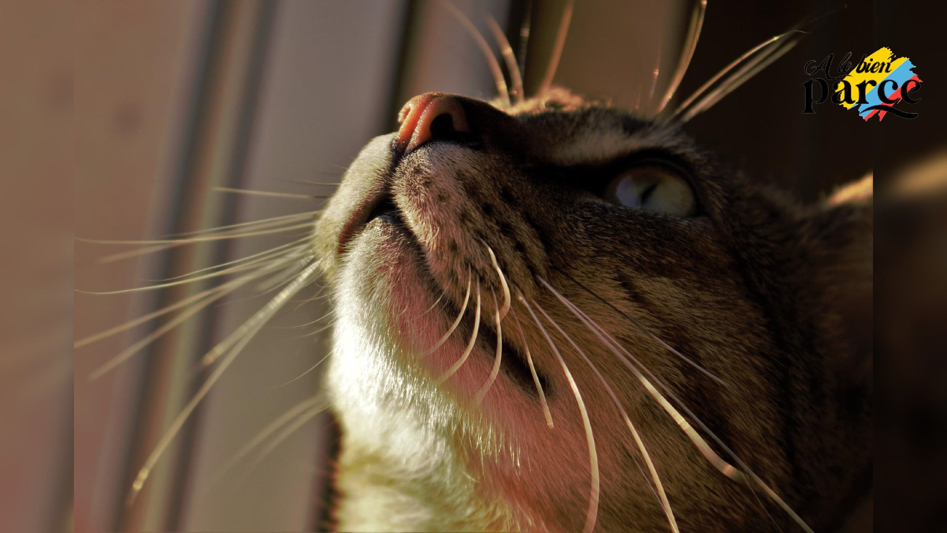 Los bigotes de los gatos