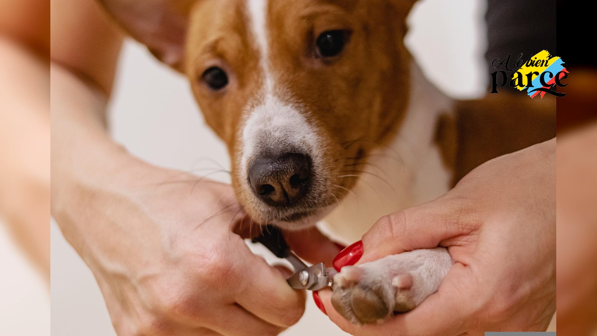 corte de uñas canino