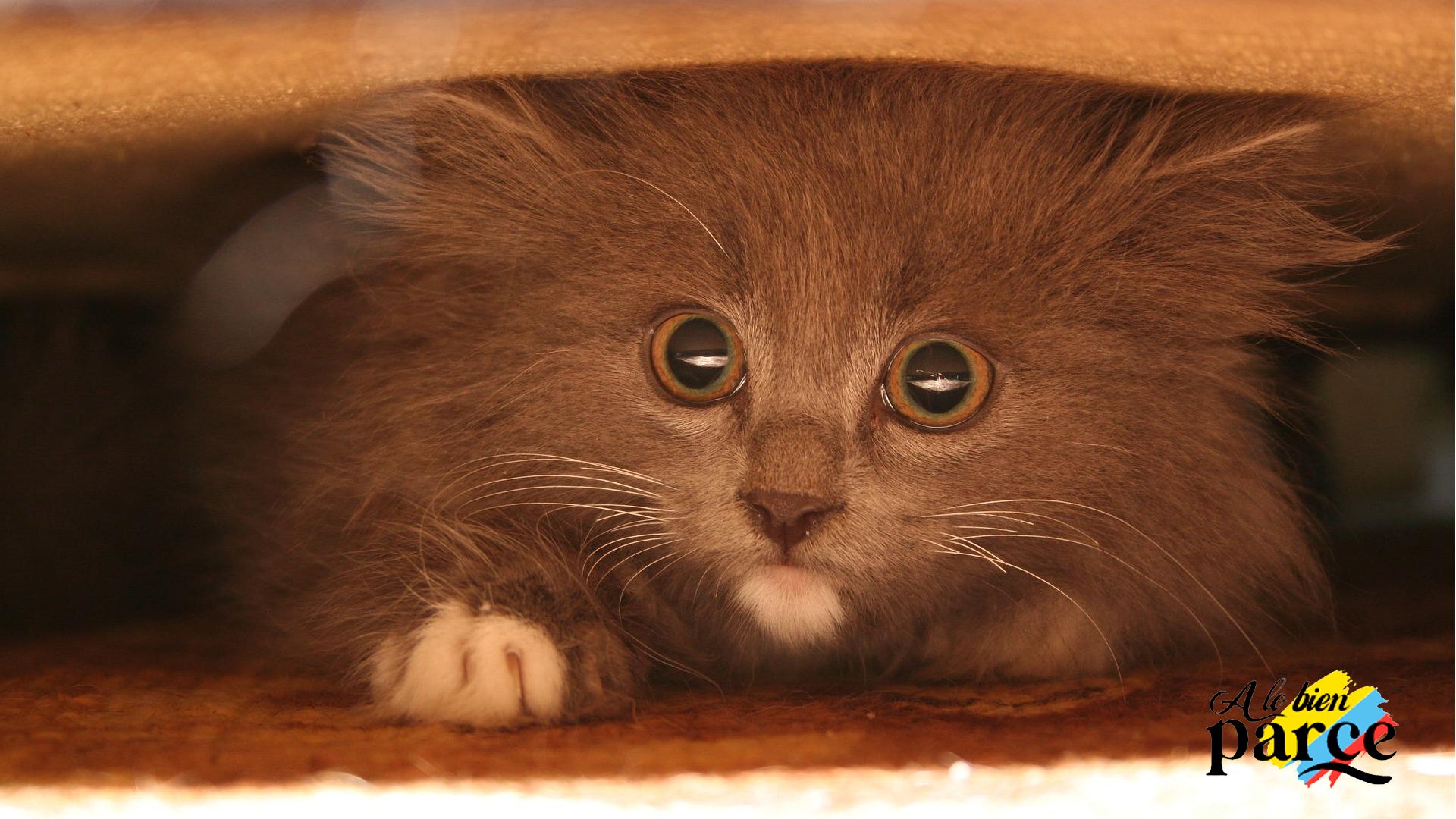 Gato asustado Gato asustado