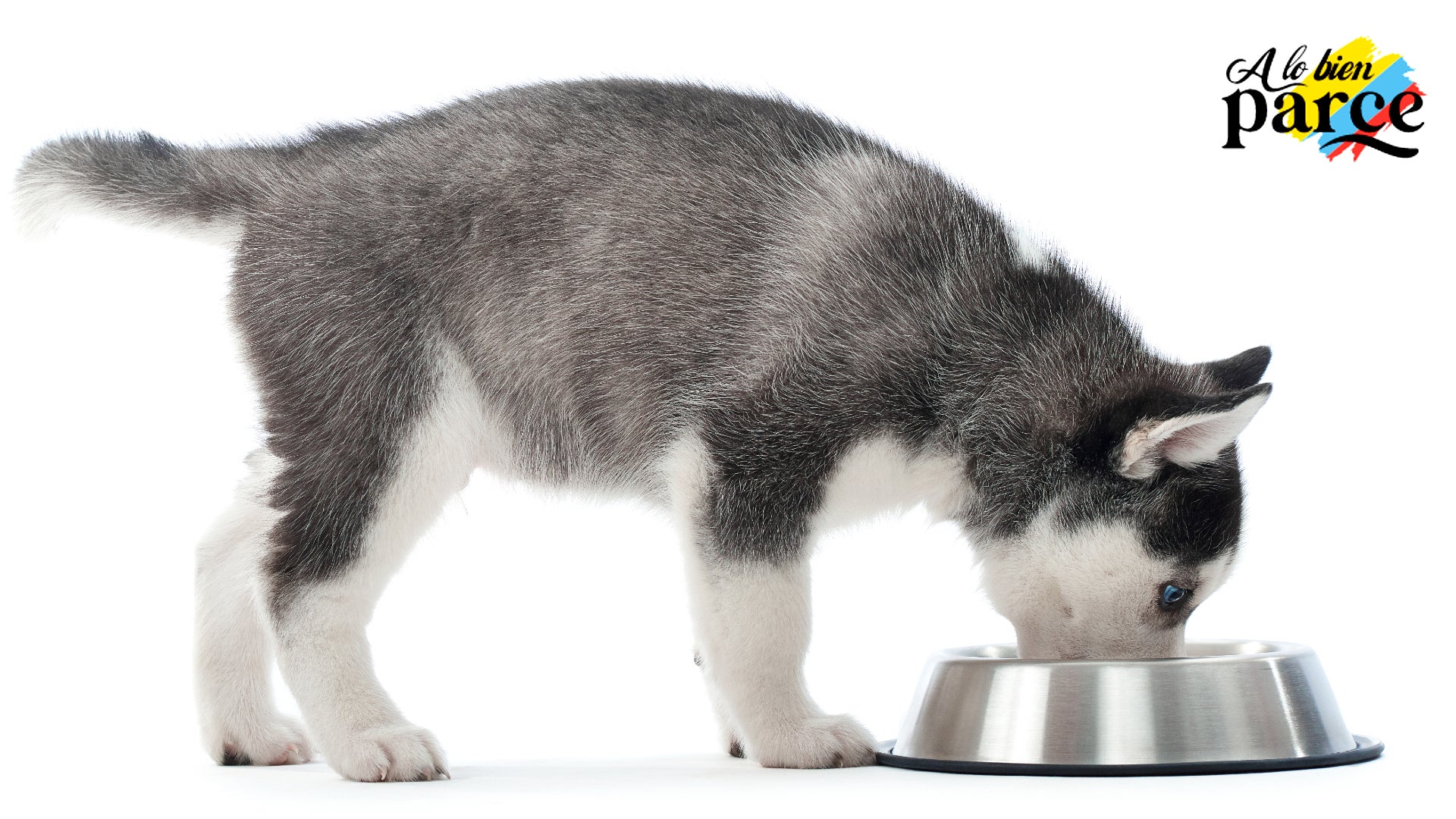 qué comida darle al perro