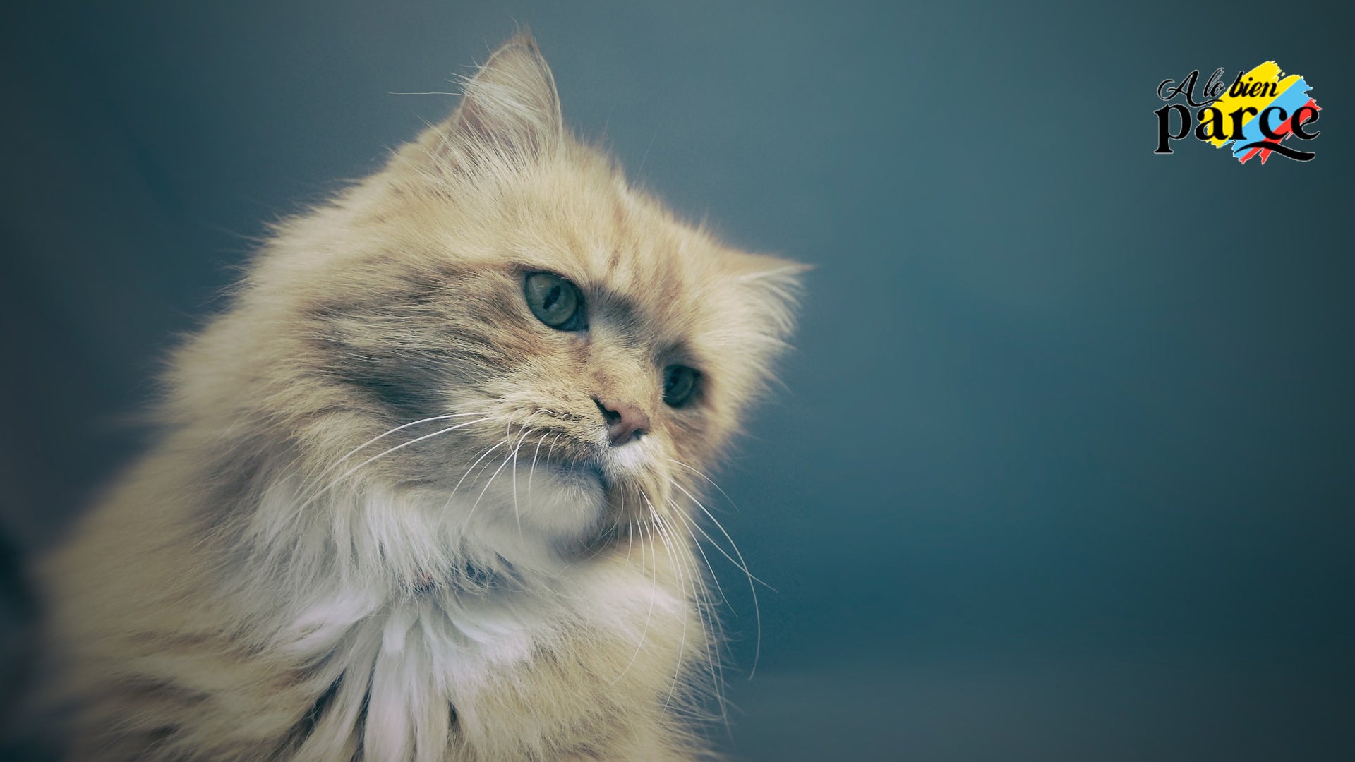 Qué le gusta al gato