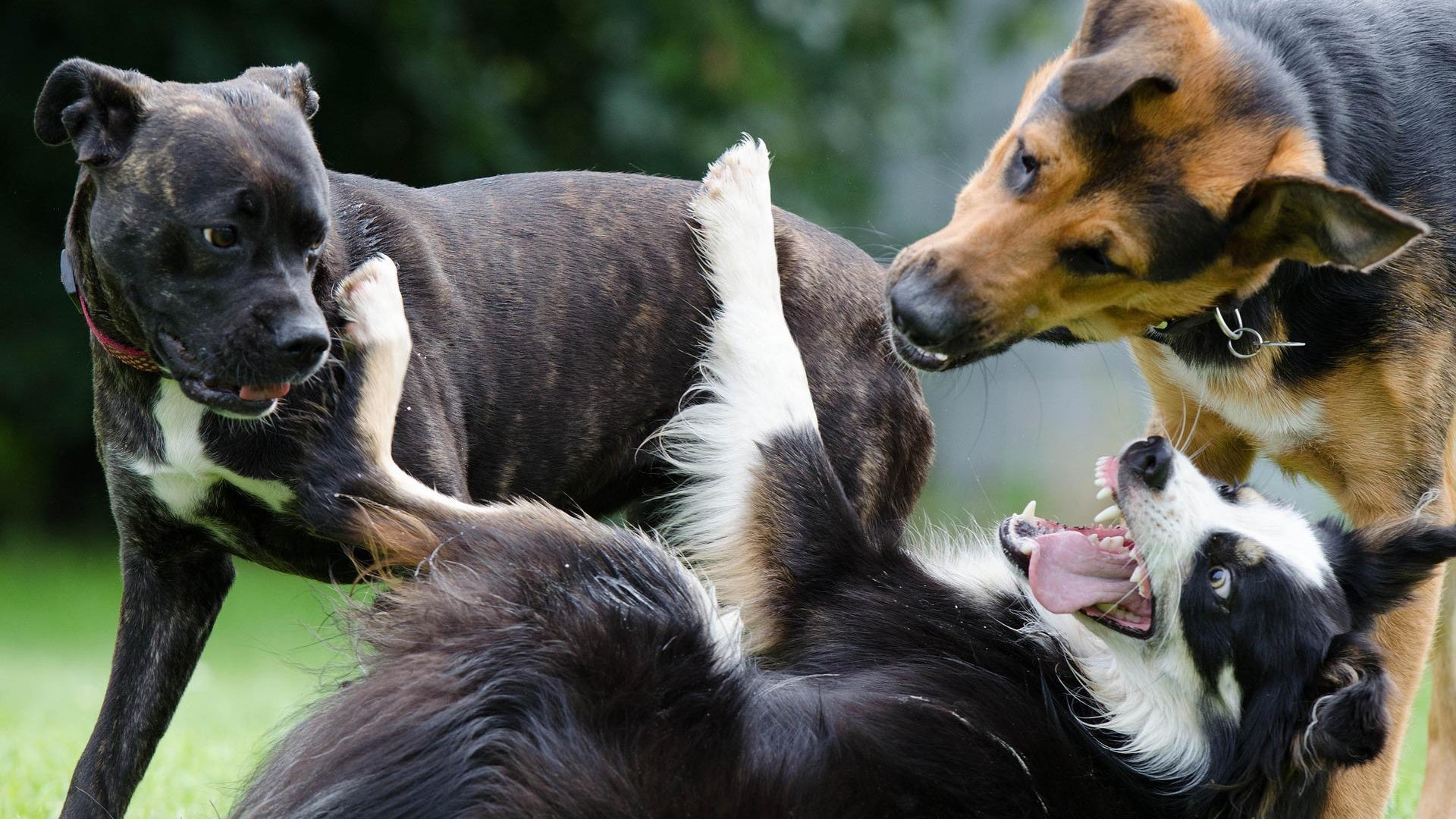 socialización cachorros