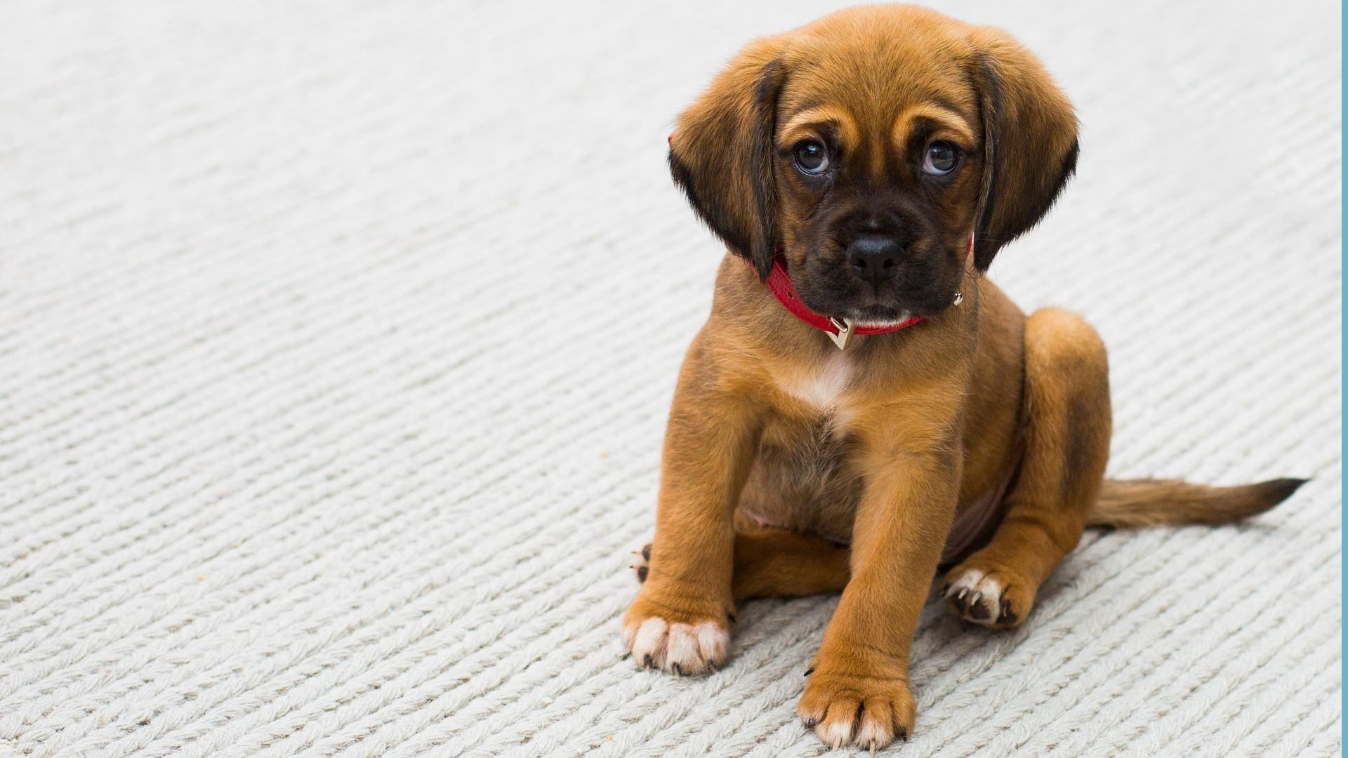 Educación de un cachorro