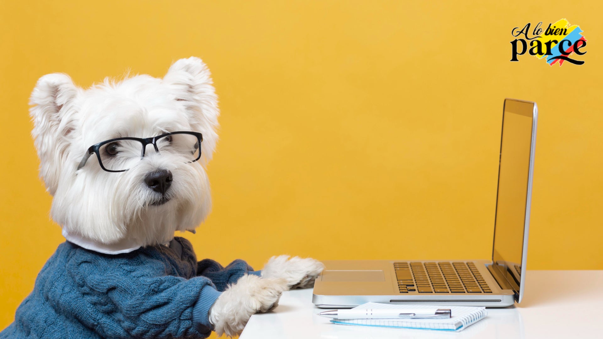 Adiestradores caninos