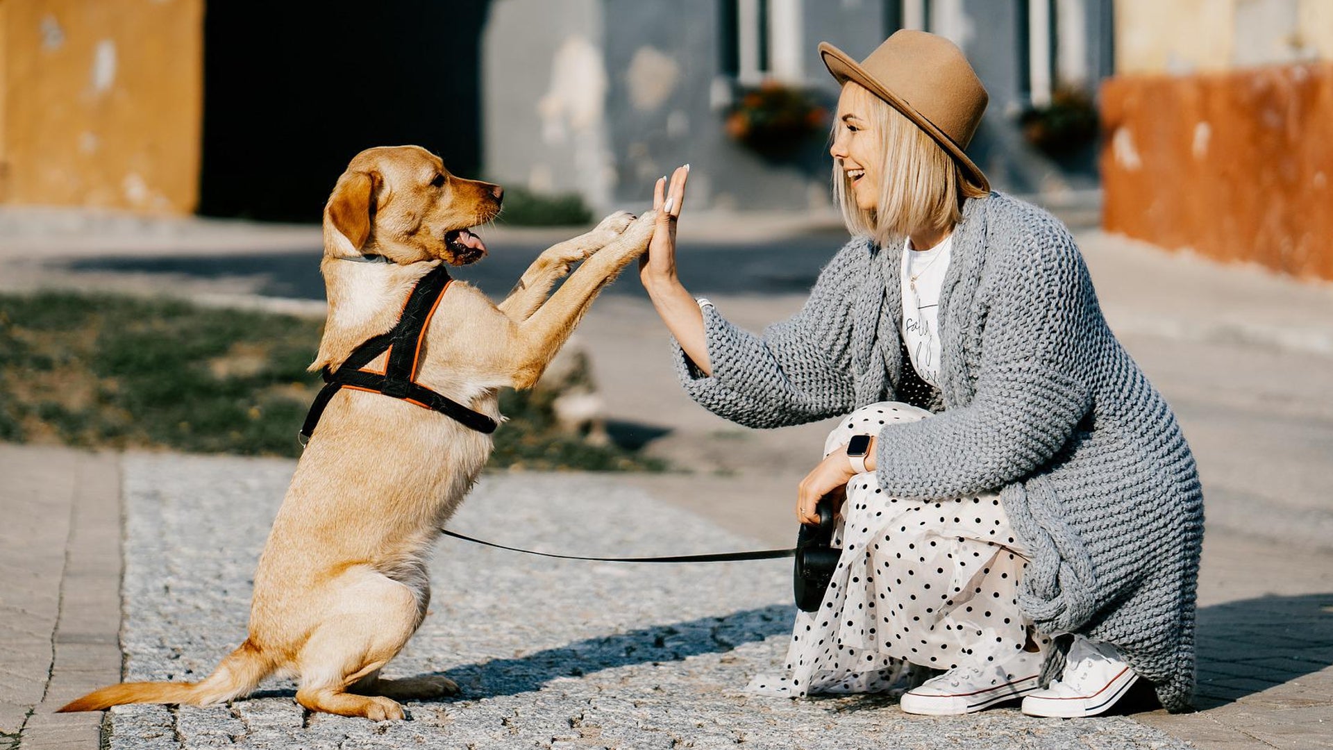 adiestramiento canino