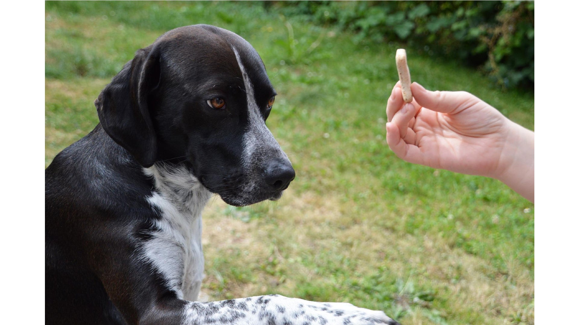 adiestramiento canino