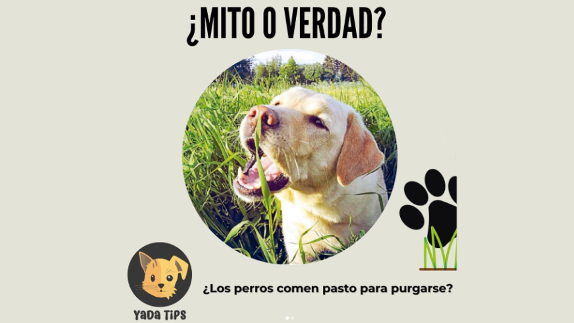 Tips Yada Pet Shop