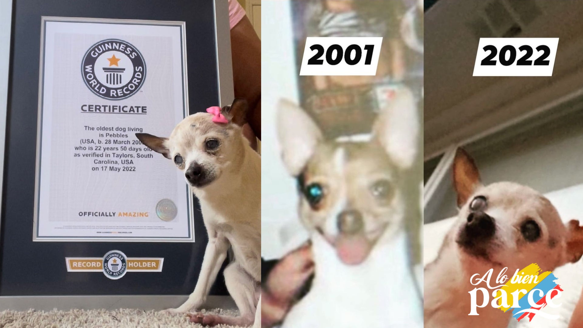 Fallecío Pebbles el perro más viejo del mundo