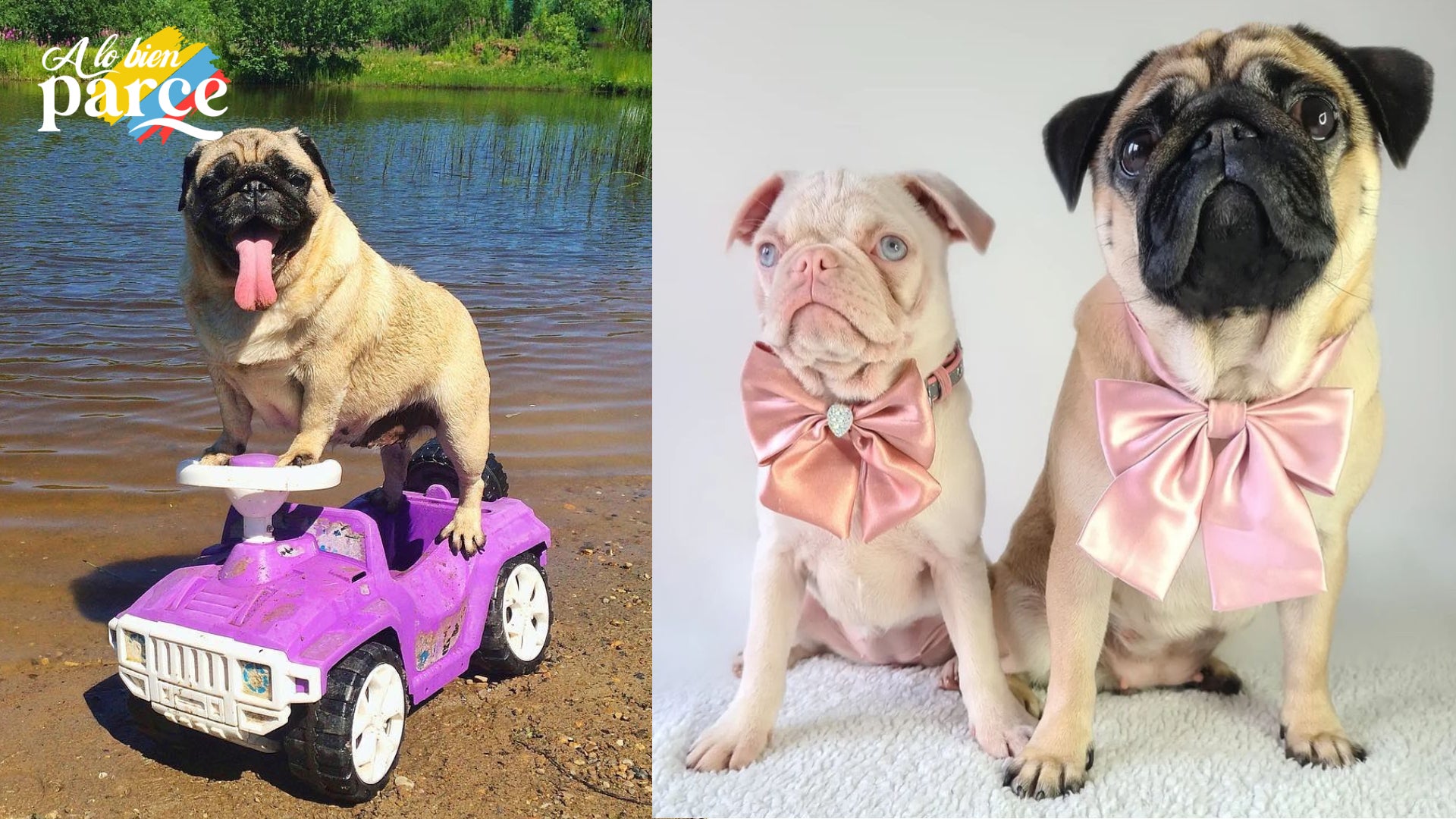 Prohiben los perros de raza Pug en Países Bajos