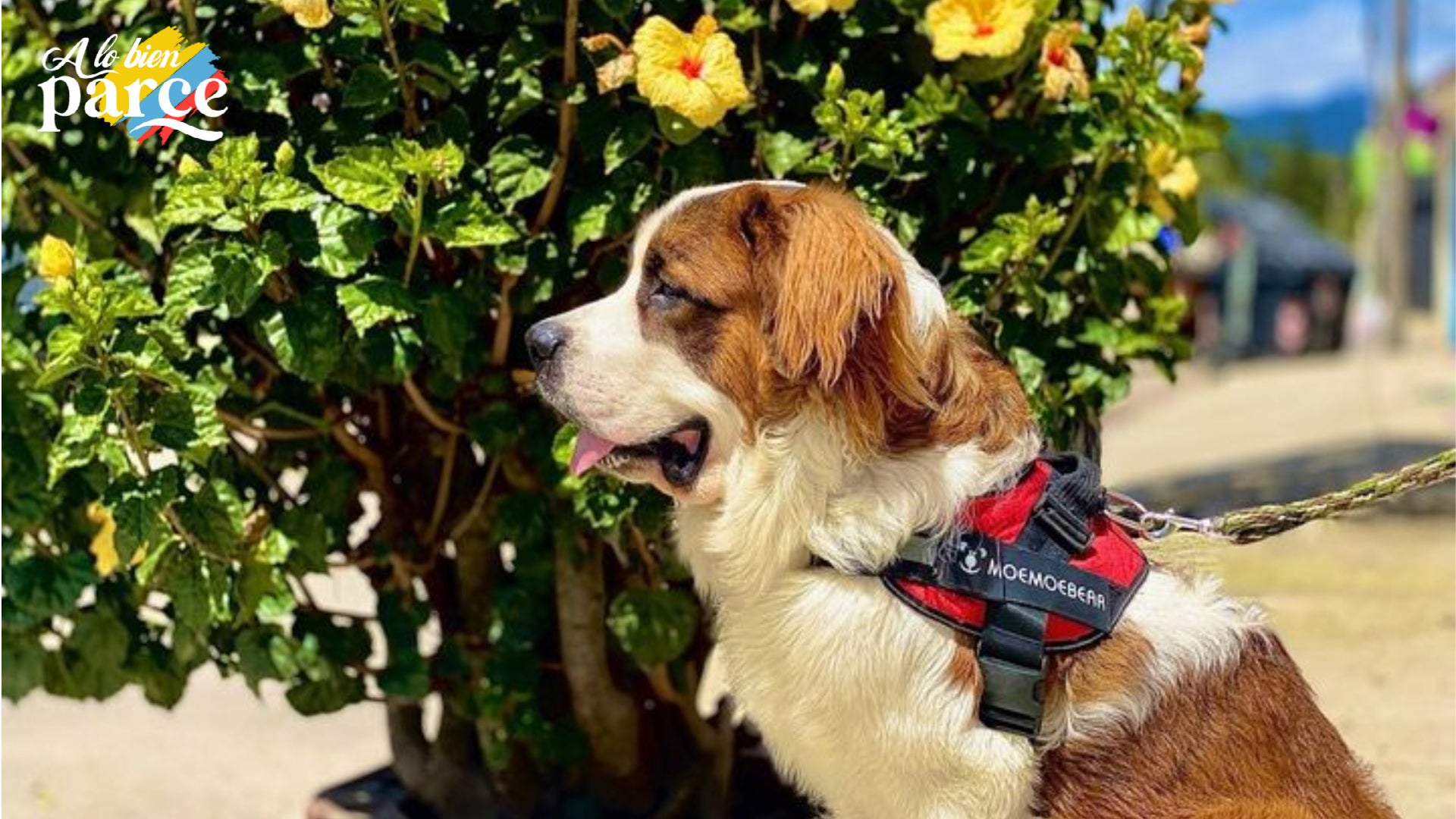 La salud de los perros