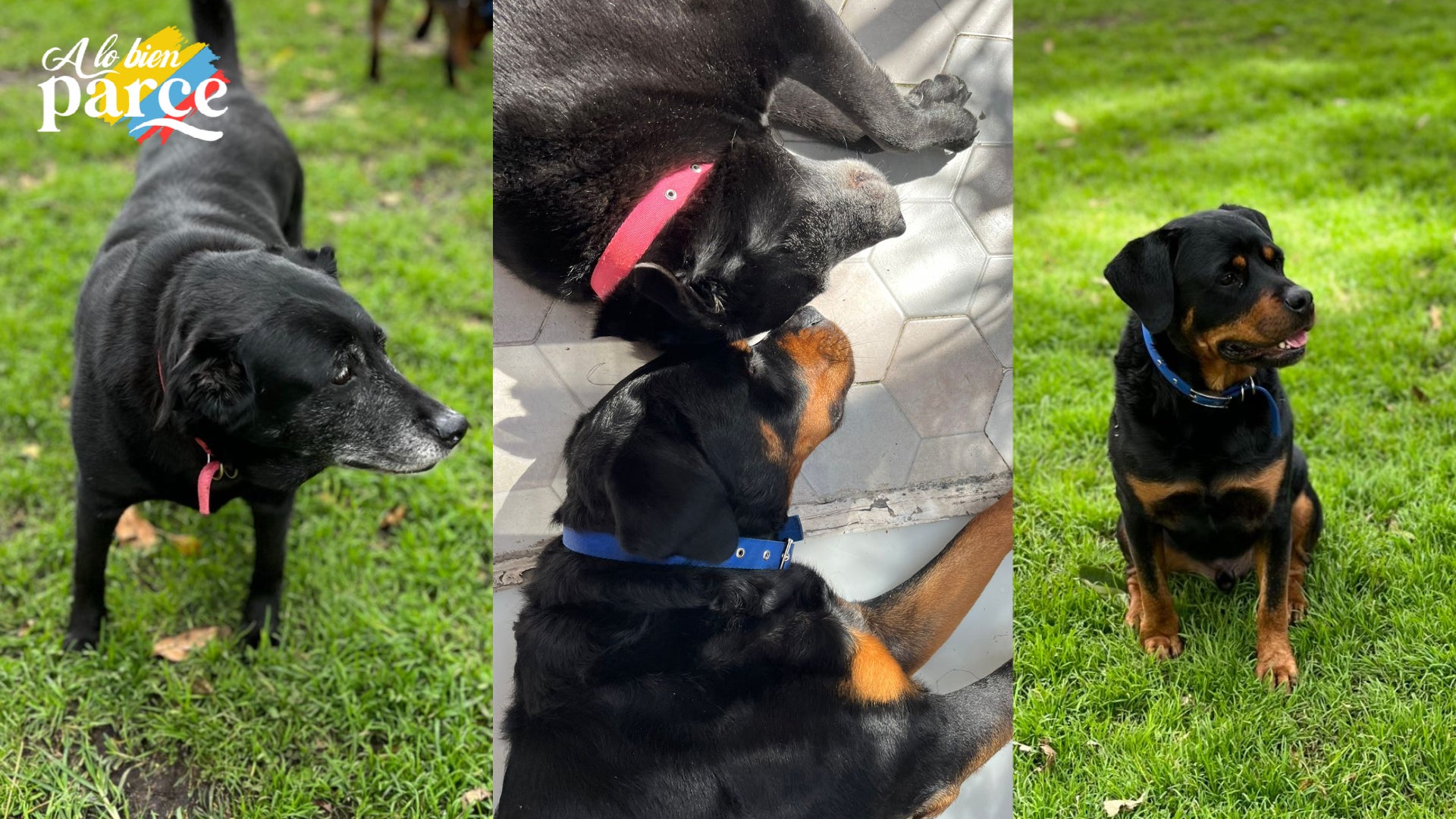 Cambiar la alimentación de su mascota