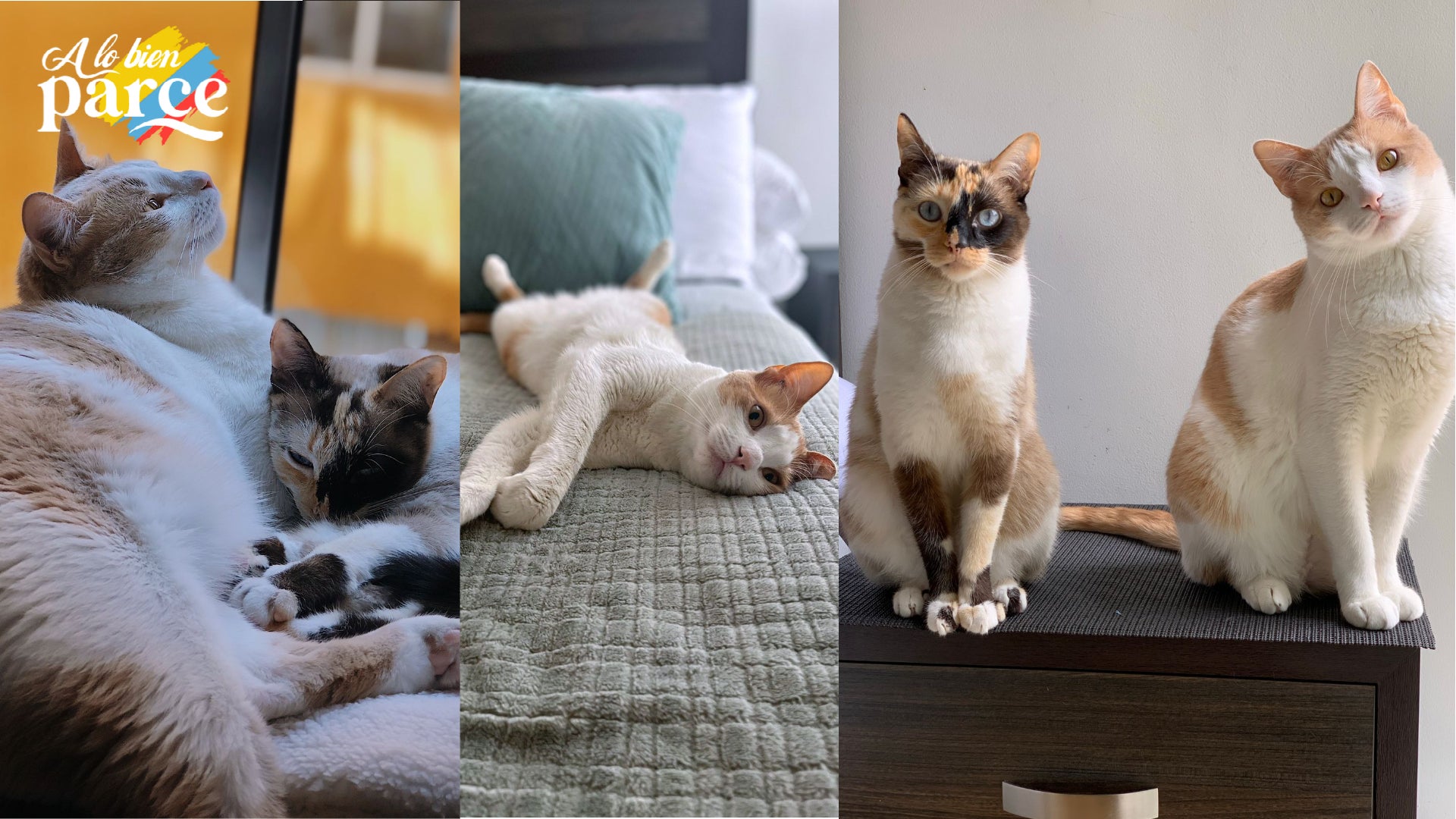 Día del Gato Coco y Kiwi