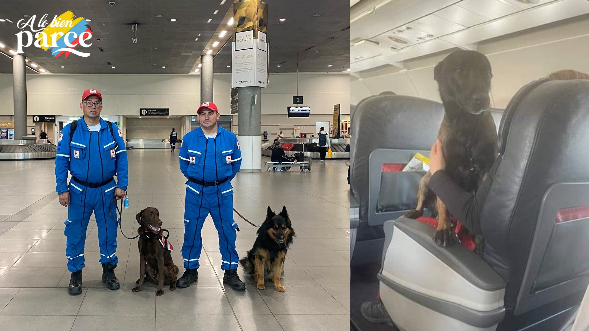 Los perros rescatistas de Turquía