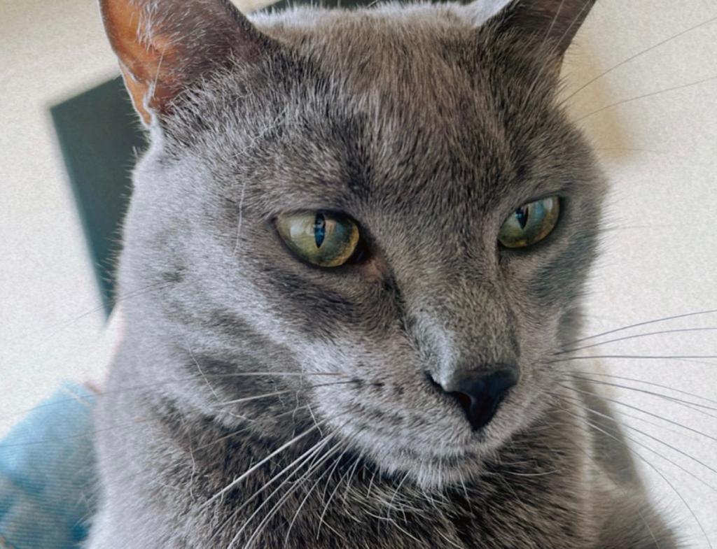 Gato gris ojos verdes