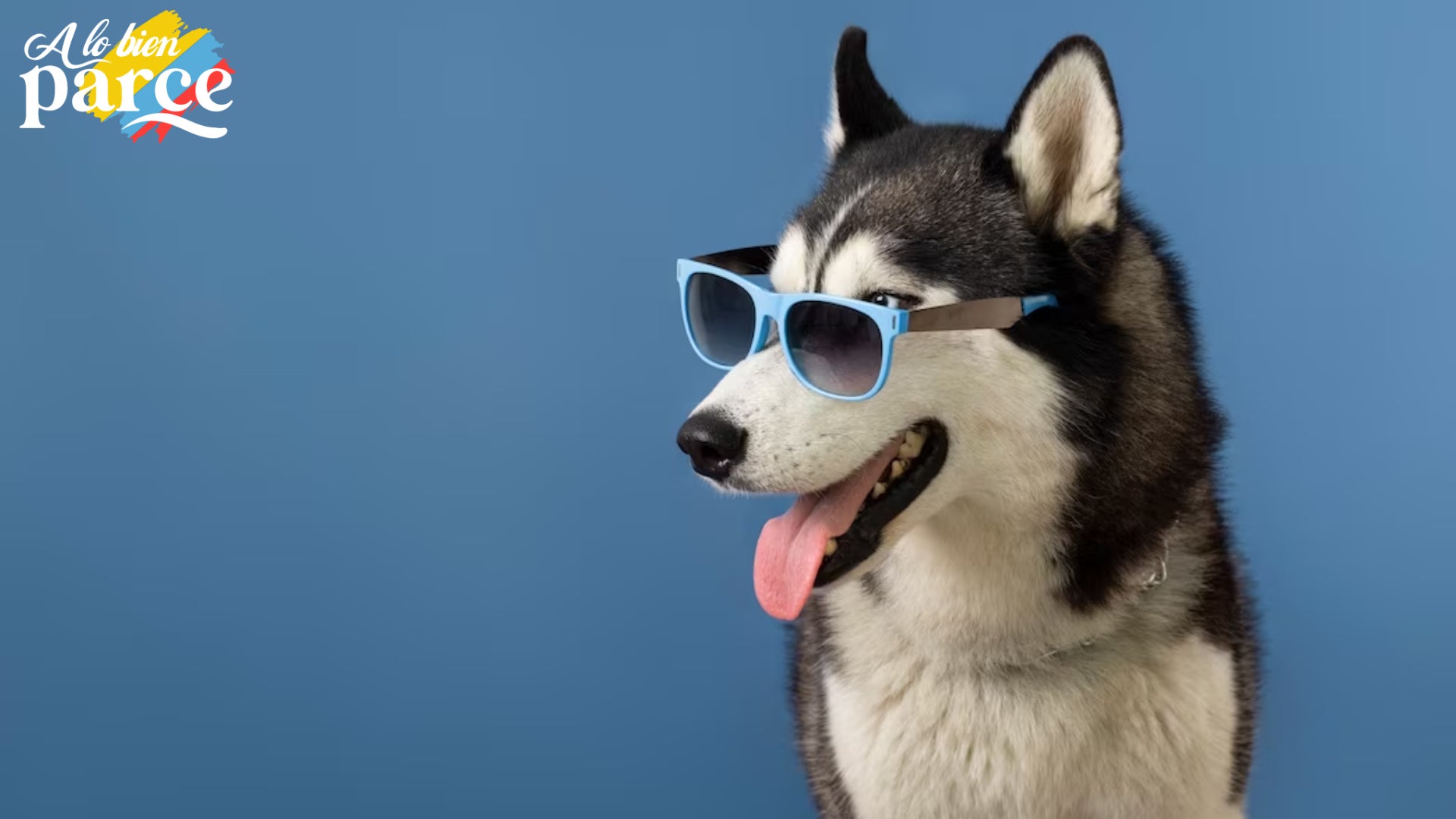 Dia del perro celebracion Imagen de la celebración del Día del Perro, una festividad que honra a nuestros leales amigos caninos en todo el mundo.