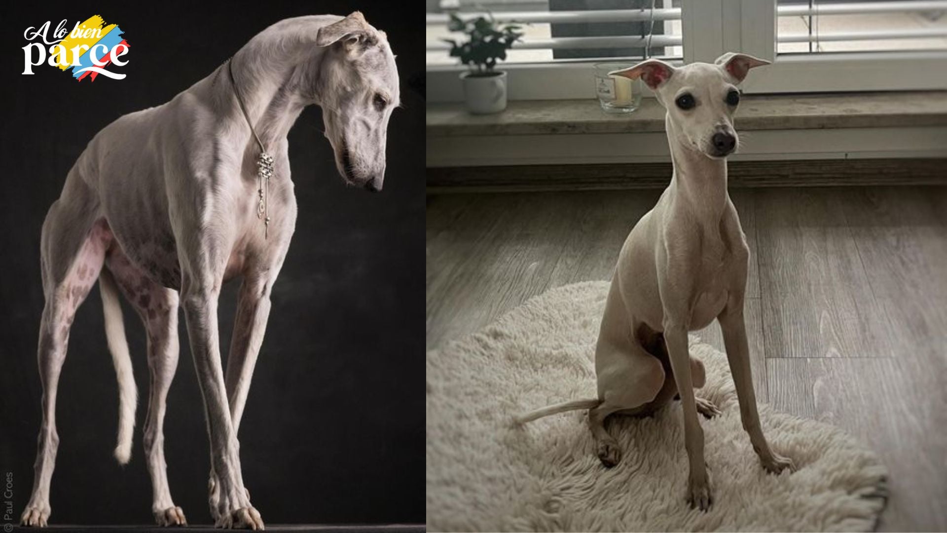 Galgo Gigante Irlandés Nobleza Canina Un Galgo Gigante Irlandés de pelaje canela reposando en un campo verde.