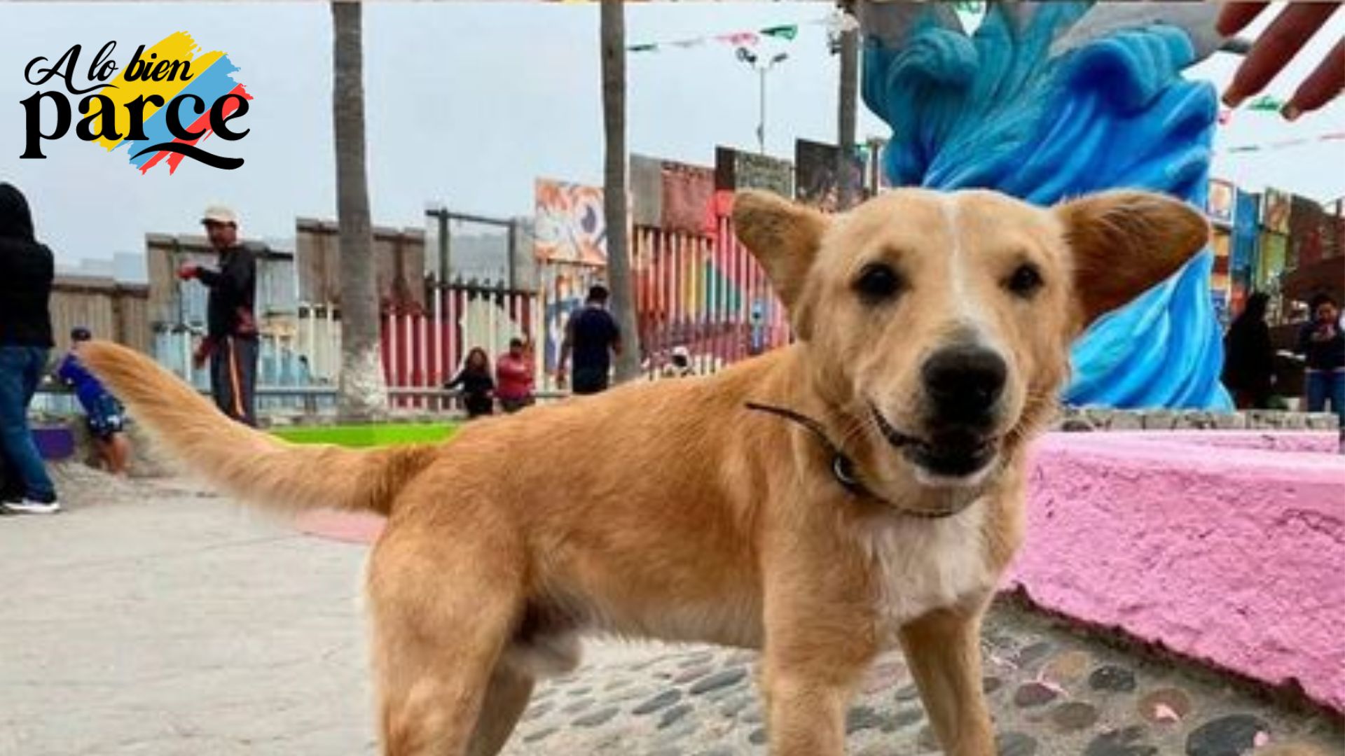 oso, perro deportado