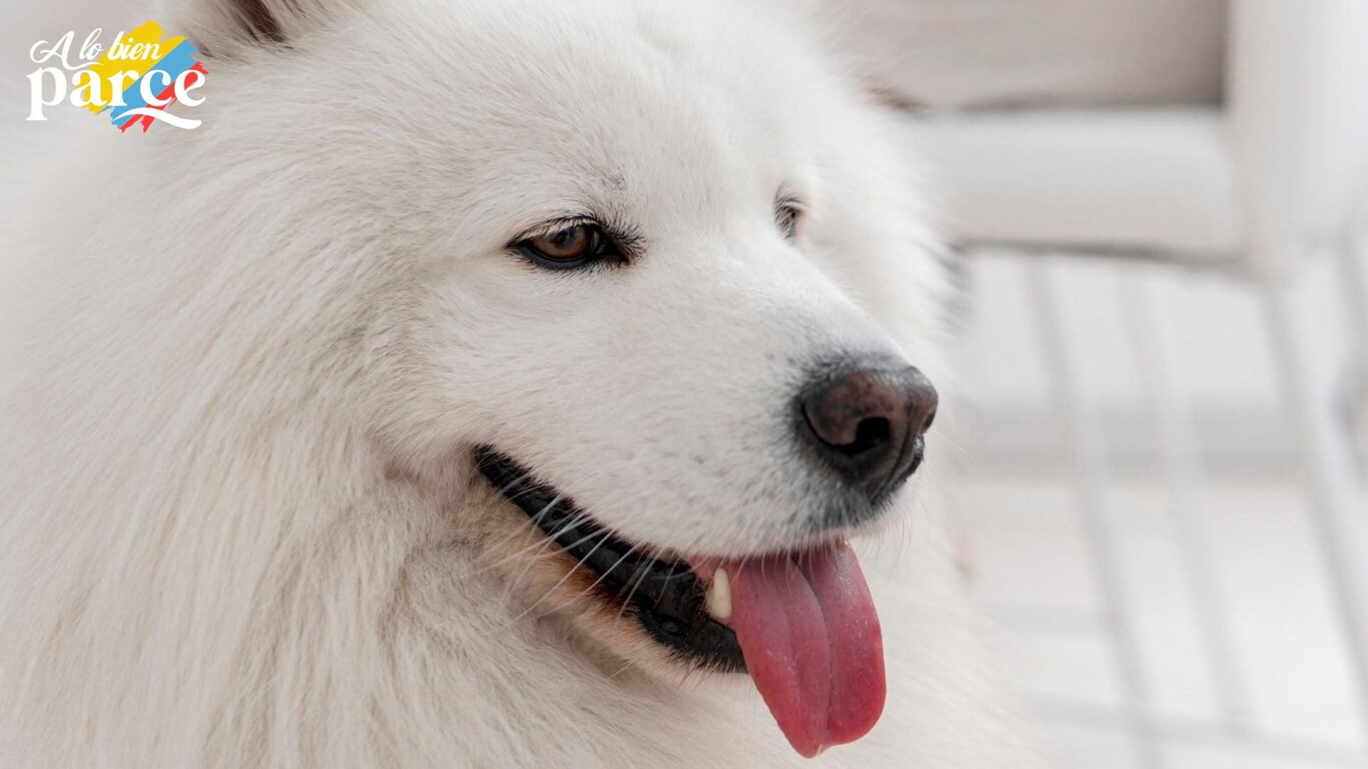Samoyedo blanco, una de las razas de perros más hermosas y amigables