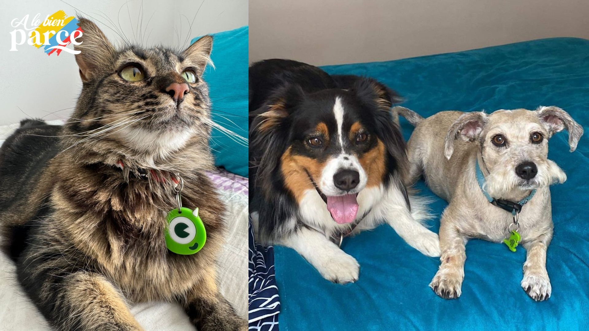 Quiropráctica animal Perros y gatos atentos