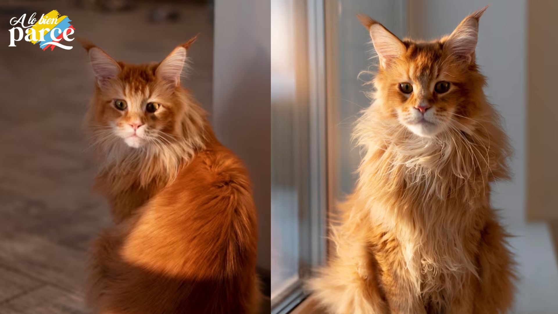 La imponencia del gato mono Maine Coon