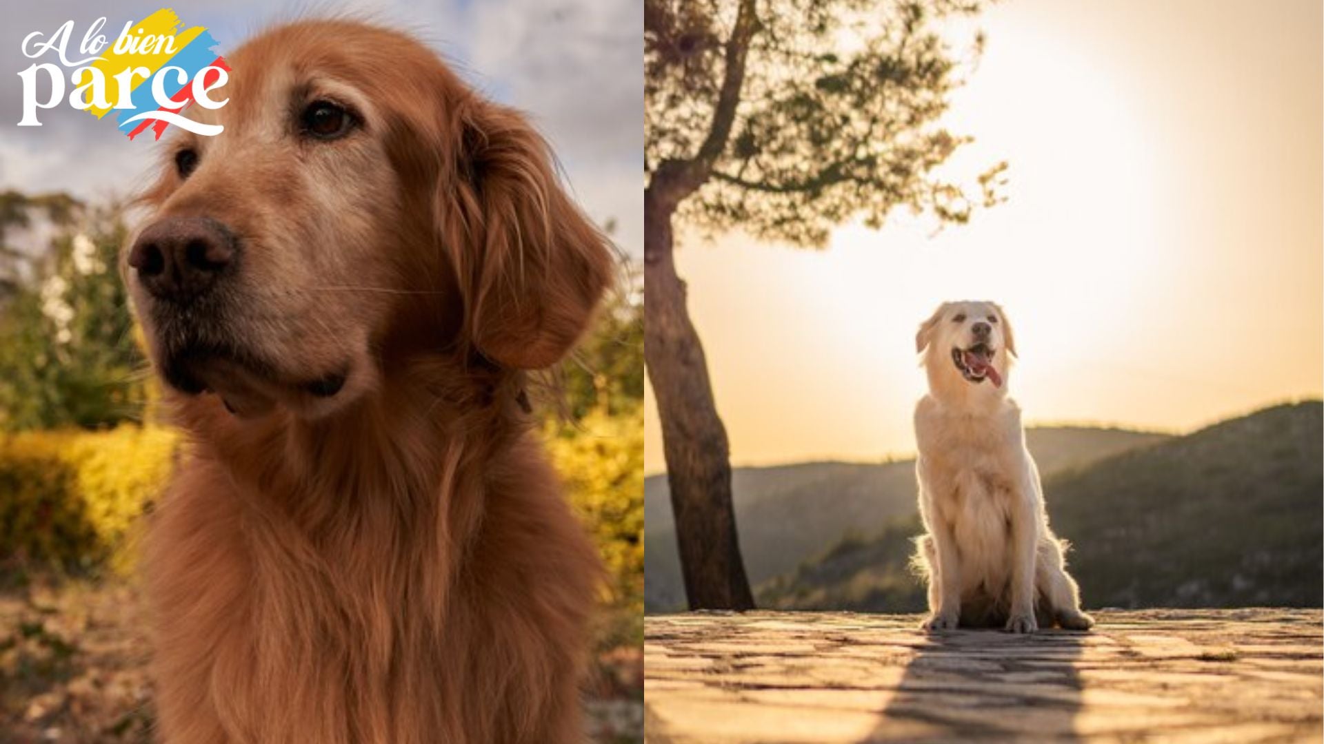 retriver golden retriver